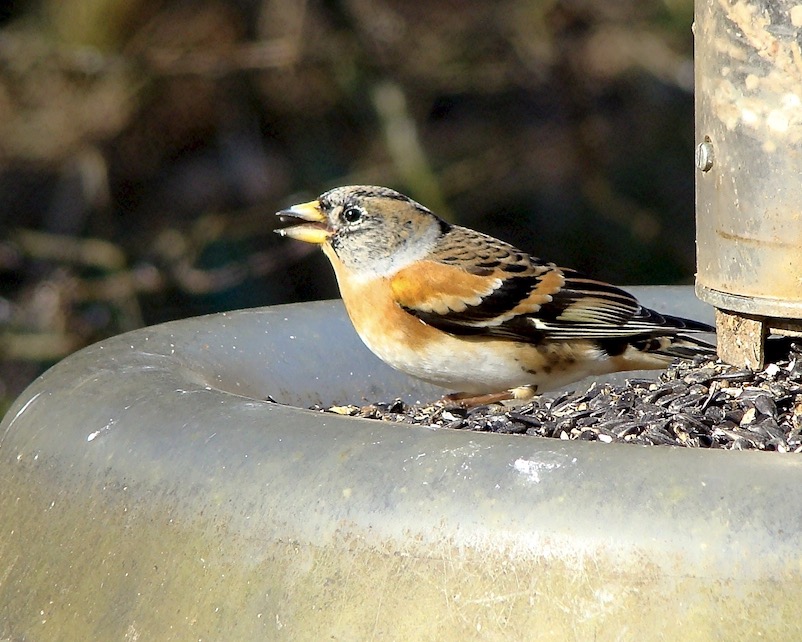 brambling